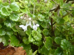 Plectranthus lucidus