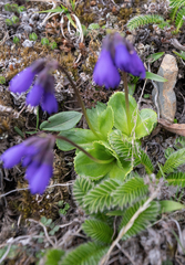 (c) Morten Ross, some rights reserved (CC BY) Primula amethystina, photograph (c) Morten Ross, some rights reserved (CC BY)