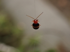 Monolepta melanogaster