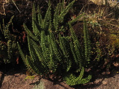 Cheilanthes pruinata