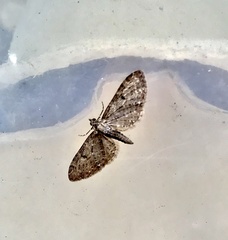 Eupithecia tripunctaria
