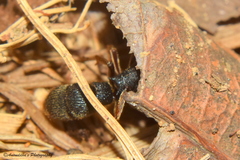 Pseudoneoponera bispinosa