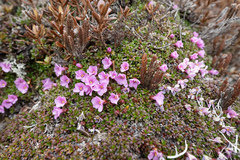 Diapensia purpurea, photograph Morten Ross, CC BY, iNaturalist via GBIF