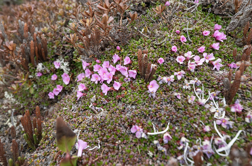 Diapensia purpurea, photograph 5