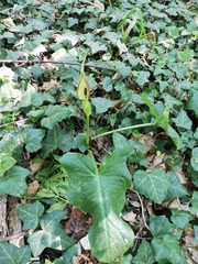 Arum cylindraceum
