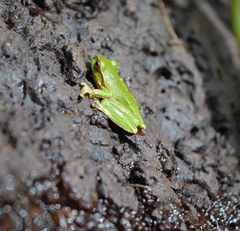 Ranoidea pearsoniana