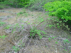 Rubus × loganobaccus