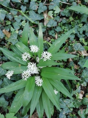 Allium ursinum