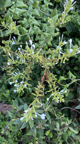Plumbago zeylanica observed 2026-06-06