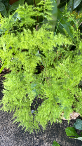 Asparagus setaceus observed 2026-07-16