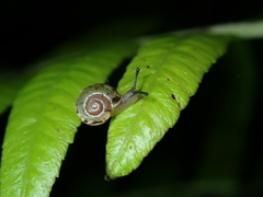 Aegista