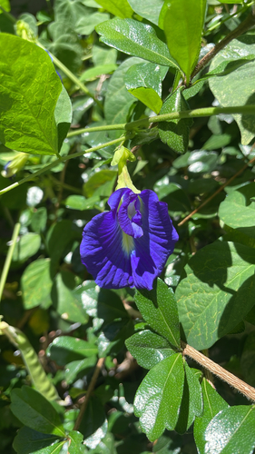 Clitoria ternatea observed 2026-07-16