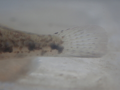 Acentrogobius multifasciatus