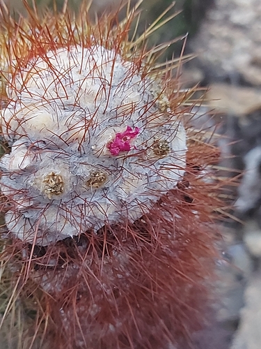 Coleocephalocereus purpureus