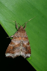 Callopistria placodoides