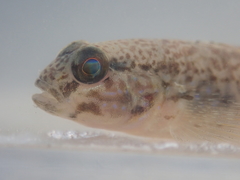 Acentrogobius multifasciatus