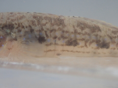 Acentrogobius multifasciatus