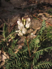 Astragalus garbancillo