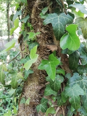 Hedera helix