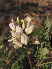 Astragalus garbancillo