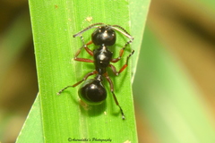 Polyrhachis laevissima