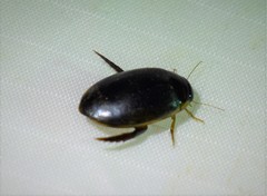 Thermonectus basillaris