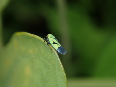 Nephotettix nigropictus