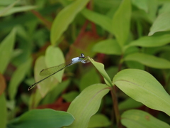 Agriocnemis femina oryzae