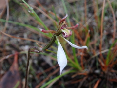 Eriochilus collinus