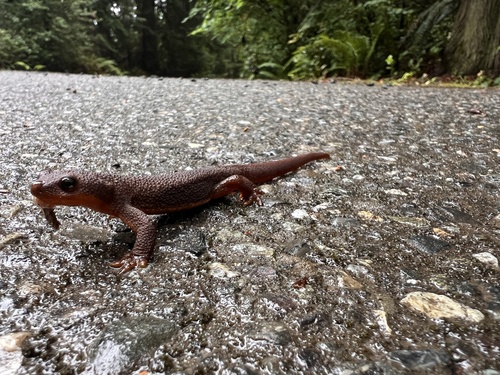 Rough-skinned Newt observed by sealwrangler