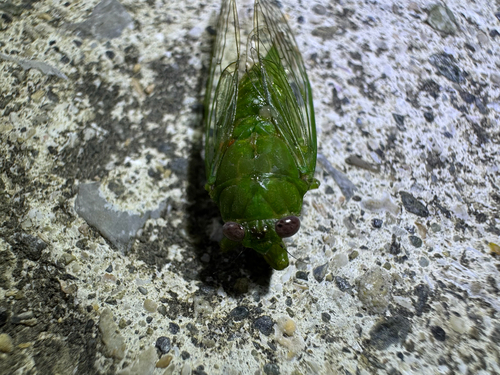 Baeturia observed 2026-07-17