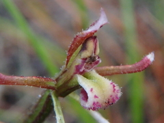 Eriochilus collinus