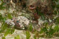 Thysanophrys cirronasus