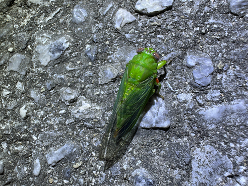 Baeturia observed 2026-07-17