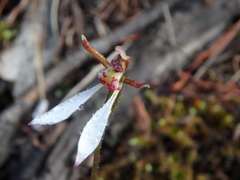 Eriochilus collinus