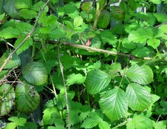 Rubus nemoralis