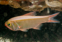 Optivus agastos