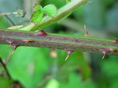 Rubus nemoralis