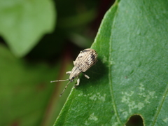 Pseudoedophrys