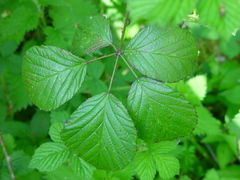 Rubus nemoralis