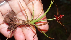 Cyperus usitatus