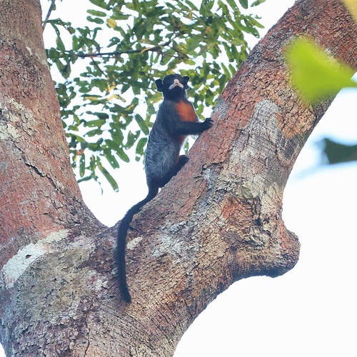 ムネアカタマリン