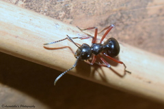 Polyrhachis laevissima
