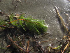 Myriophyllum quitense
