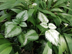 Lamium galeobdolon argentatum