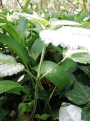Lamium galeobdolon argentatum