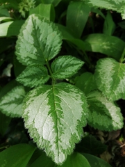 Lamium galeobdolon argentatum