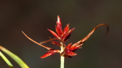 Cyperus usitatus