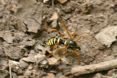 Ctenophora flaveolata