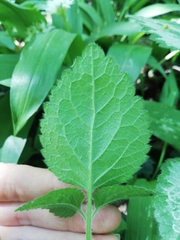 Lamium galeobdolon argentatum